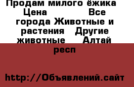 Продам милого ёжика › Цена ­ 10 000 - Все города Животные и растения » Другие животные   . Алтай респ.